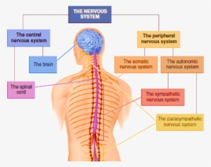 Image Of Components Of Nervous System - Peripheral Nervous System In Hindi