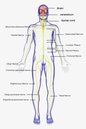 Nervous System - Nervous System Body Parts