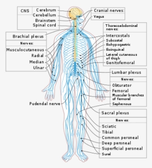 The Nervous System - Nervous System