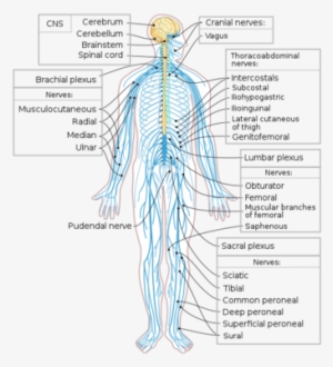 Diagram Of The Human Nervous System - Peripheral Nervous System