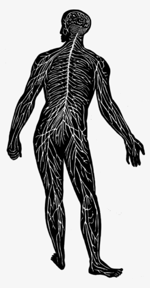 Central Nervous System Nerve Human Body Peripheral - Nerves Clipart