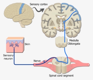 Somatic Nervous System