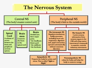 Central Nervous System & Peripheral Nervous System - Nervous System Chart