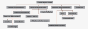 The Central Nervous System - Arrangement Of The Nervous System