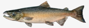 Http - //www - Fishbuoy - Com/images/images/fish Species - Chinook Salmon