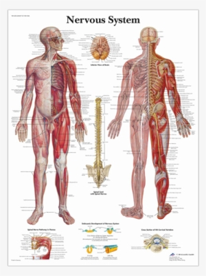 Anatomical Chart - Nervous System - Human Body Nerves System