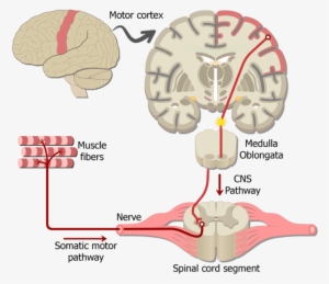 An Image Showing The Action Potential Moving Through - Somatic Nervous System