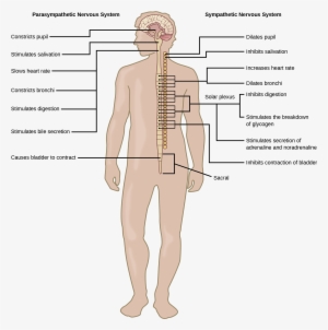 Illustration Shows The Effects Of The Sympathetic And - Parasympathetic Nervous System Located