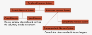 A Chart Displays The Parts Of The Peripheral Nervous - Peripheral Nervous System Web