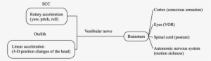 The Connections Between The Vestibular Apparatus And - Diagram
