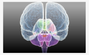 Clinical Neuroscience: Psychopathology And The Brain
