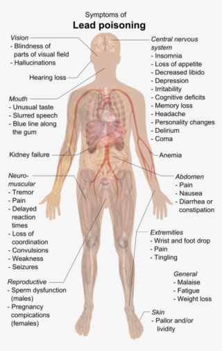 Center Nervous System Luxury File Symptoms Of Lead - Lead Poisoning Symptoms