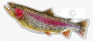 Rainbow Trout Decal - Art