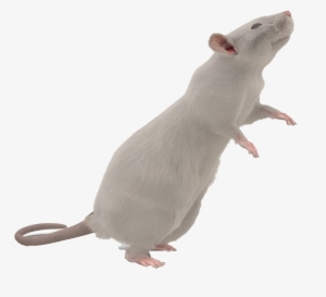 Mouse Png Images Transparent Background - Mouse With Transparent Background