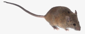 What Could Elicit This Blood Curdling Reaction, A Burglar - Mouse Tail Png