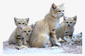 Cats - Sand Cat Family