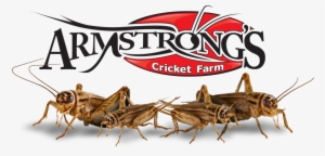 acheta domestica crickets - house cricket