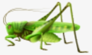 Realistic Grasshopper