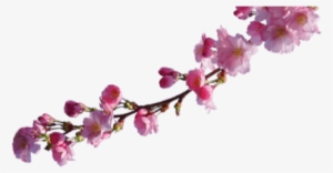 About Sakura - Cherry Blossom