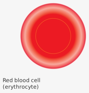 Open - Red Blood Cell