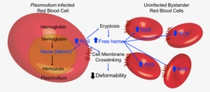 Red Blood Cells Become Less Deformable As They Undergo - Malaria Red Blood Cell
