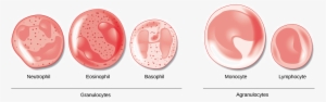 Granulocytes Vs Agranulocytes Function