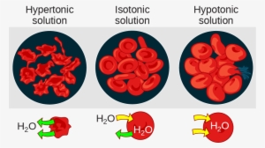 The Left Part Of This Illustration Shows Shriveled - Hypertonic Or Hypotonic