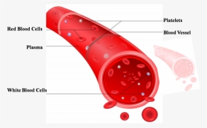 Types Of Blood Vessels And Their Further Classifications - Labeled Diagram Of A Red Blood Cell