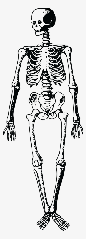 Free Clipart Of A Skeleton - Free Clip Art Skeleton