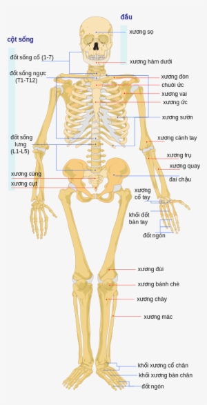 Human Skeleton Front Vi - Human Skeleton