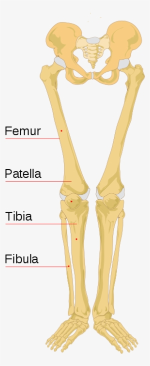 Lower Portion Of A Human Skeleton - Leg Bones Labeled