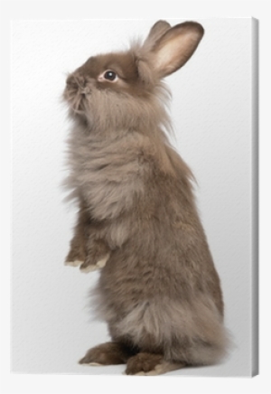 A Cute Standing Chocolate Lionhead Bunny Rabbit Canvas - Easter Bunny With Golden Eggs
