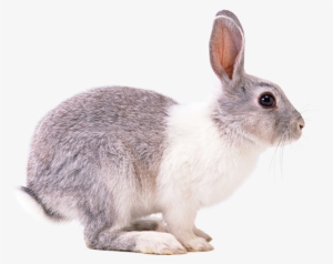 Visit - Rabbit Png