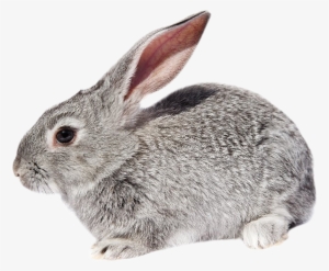 rabbit png deviantart