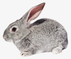 Rabbit Png Deviantart