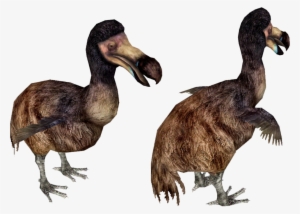 Dodo Bird Running - Dodo