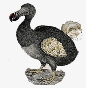 Dodo Vintage - Dodo Bird No Background