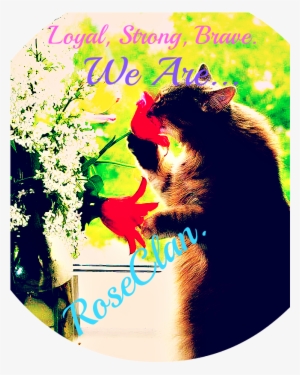 Red Roses Cute Cats - Cat