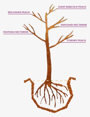 Example Of A Fruit Splash Tree Your Fruit Tree Will - Illustration
