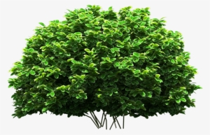 Tree Png Download - Tree