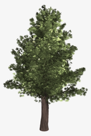 Tree, Evergreen, Isolated, Pine, Spruce, Redwood - Tree Png