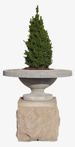 A Small Evergreen In A Planter That Looks Like It Wants - Christmas Tree