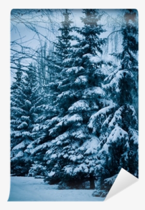 Colorado Spruce