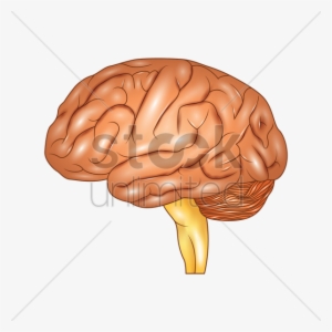 Human Vector Image Stockunlimited Graphic - Brain