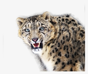 Snow Leopard - Snow Leopard Png