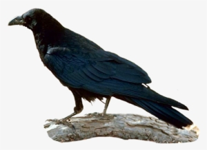 Raven Clip Art - Raven