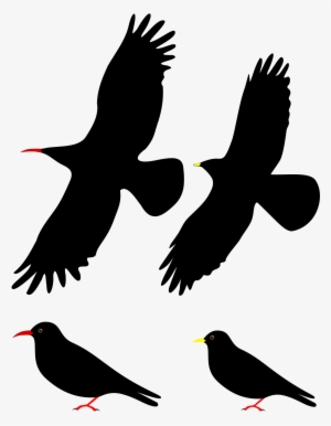 Two Flying Black Bird