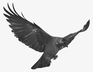 Stock Raven Flying By Netzephyr On Deviantart - Flying Raven Png