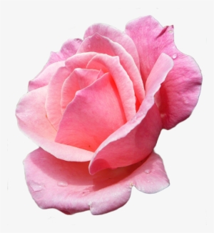 Rose Fleur Png - Fleur Rose Png