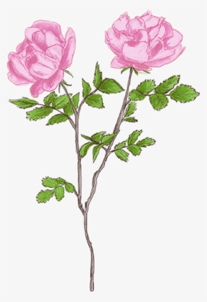 Croquis Fleurs Tiges Rose Crayon Rose - Buttercup